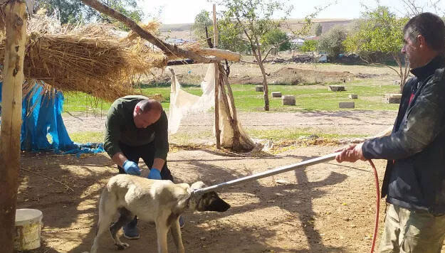 Bitlis’te kuduz paniği! 36 vaka tespit edildi