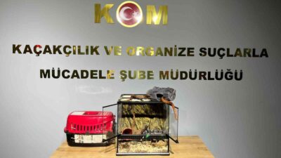 Bursa’da hayvan kaçakçılarına yönelik operasyon
