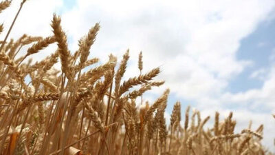 Rusya’nın tahıl anlaşmasına geri dönmesiyle buğday fiyatları düştü
