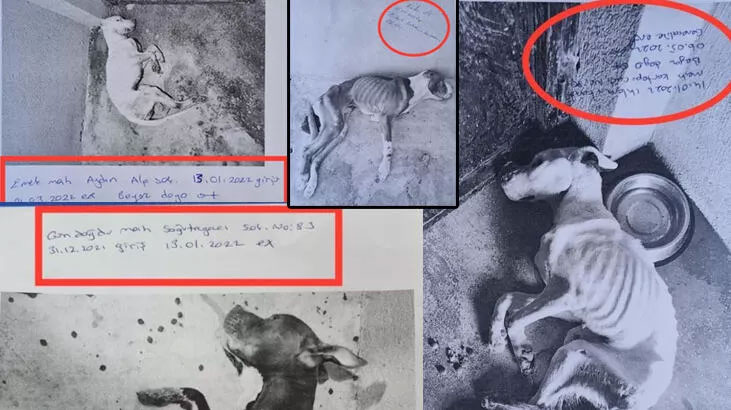 Hayvanların öldüğünü kabul etti! Skandal savunma