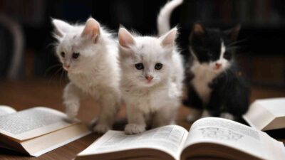 Edebiyatseverler Kedili Tekke’de buluştu