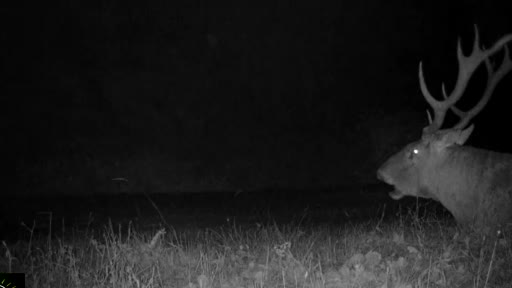 Bursa’da kızıl geyiklerin yaban hayatı fotokapana yansıdı