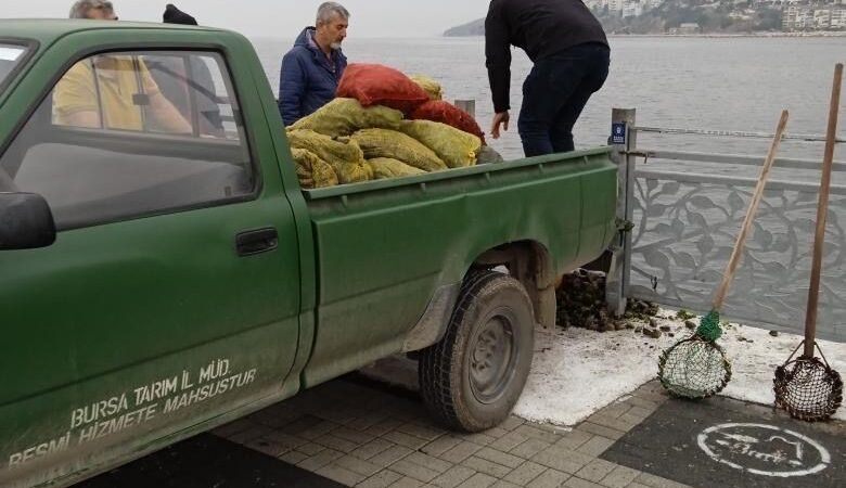 Bursa’da kaçak midye avcıların düzenlenen operasyon çerçevesinde 2 kişinin kaçak
