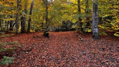 Suuçtu’da hazan güzelliği