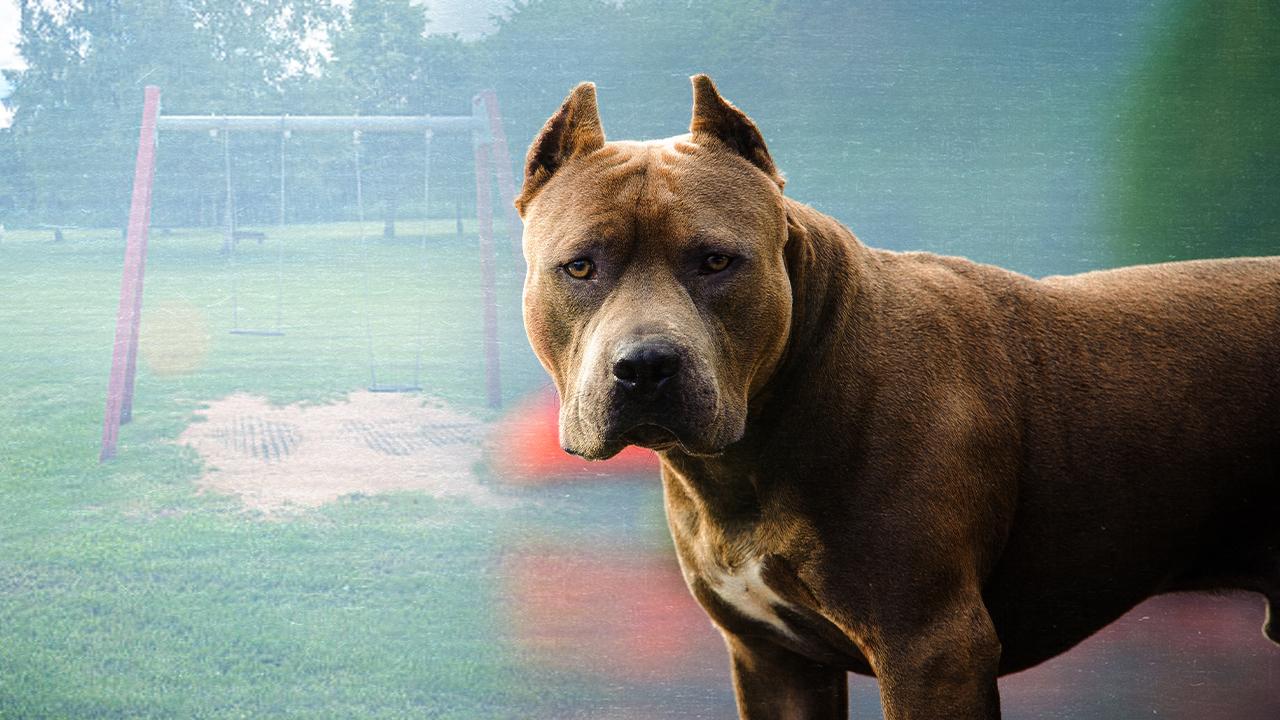 ‘Sizi köpeğime ısırtırım’ sözü silahla tehdit sayıldı