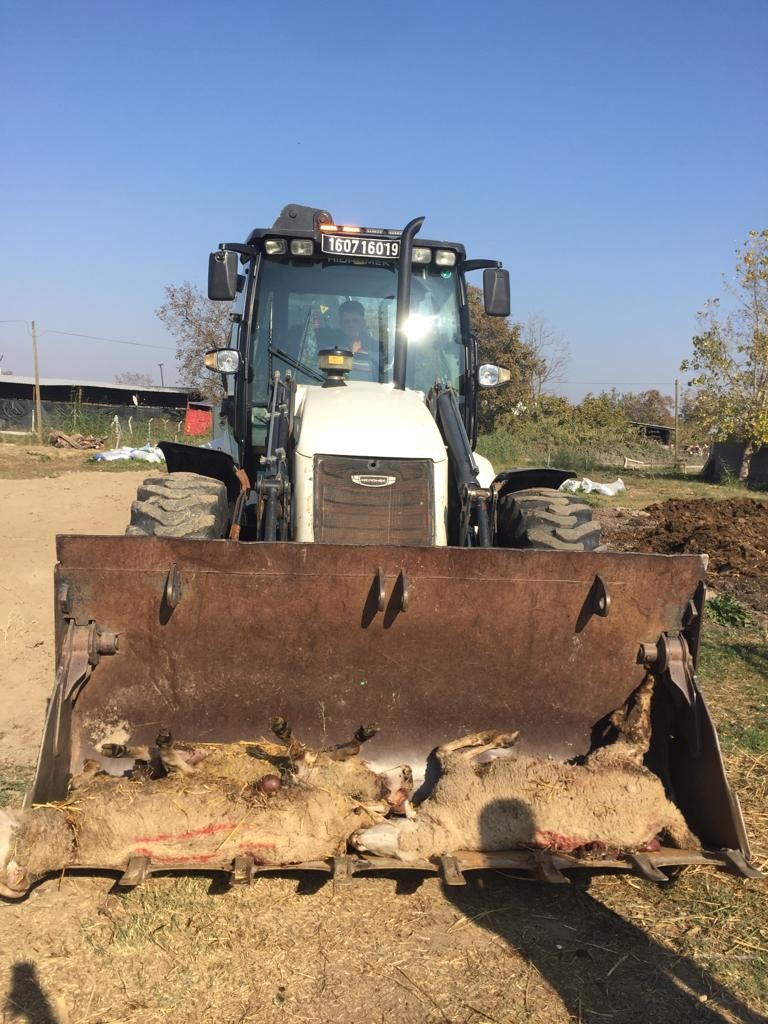 Bursa’da Sokak köpekleri ikinci kez saldırdıkları çiftlikte 5 koyunu telef etti