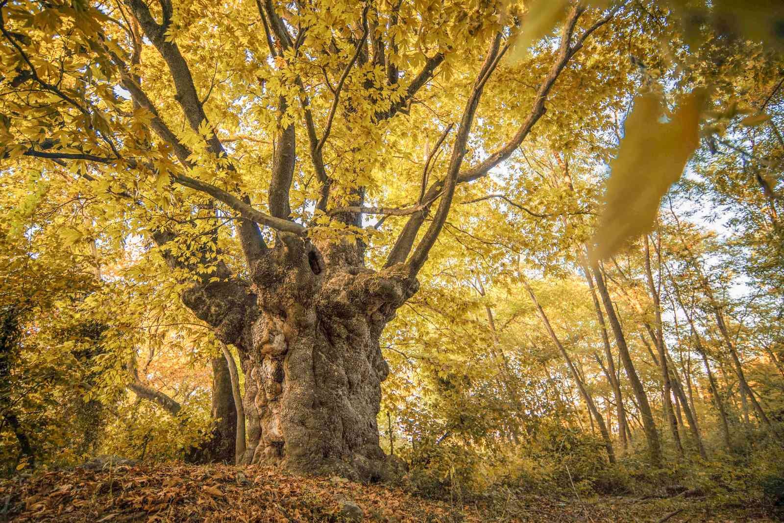 Bursa’dan ‘kartpostallık’ çınarı Bursa’dan ‘kartpostallık’ çınarı