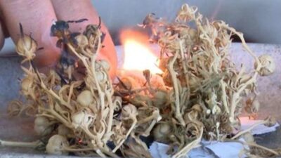 40 gün boyunca üzerlik otu yakarsanız…