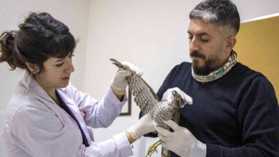 Yaralı atmaca tedavi altında