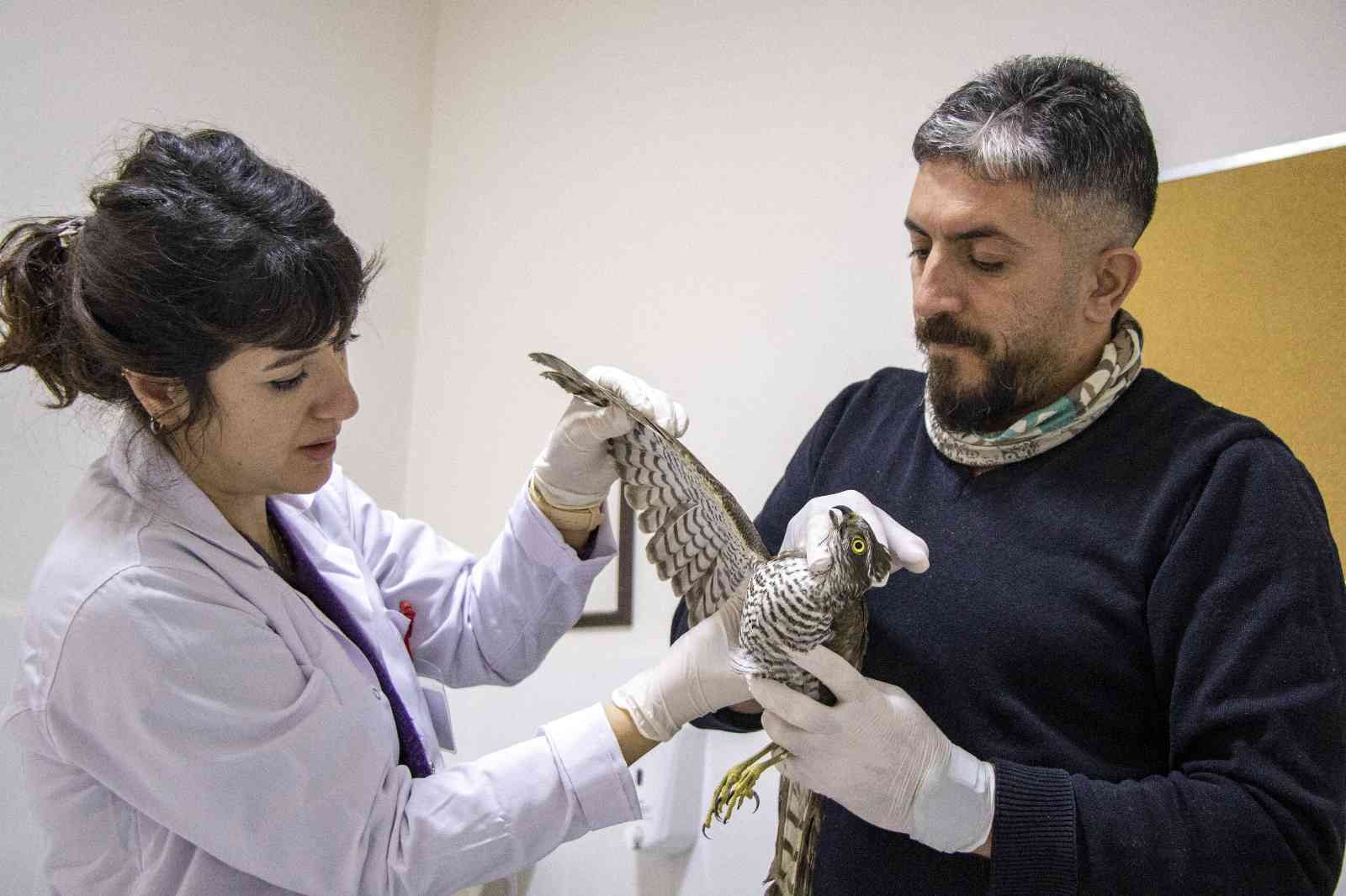 Yaralı atmaca tedavi altında