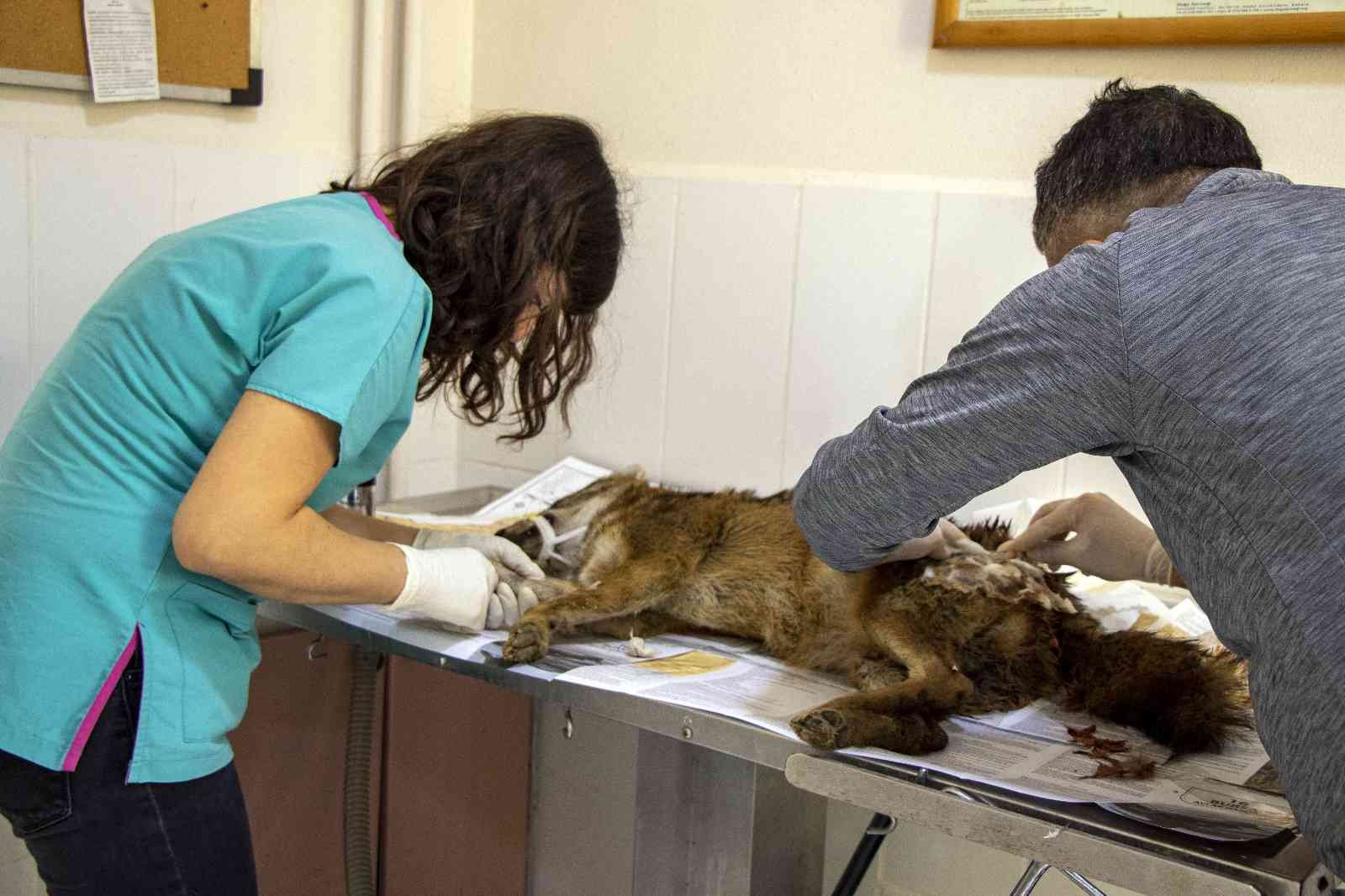 Bursa’da yaralı çakal 3 saatlik operasyonla sağlığına kavuştu