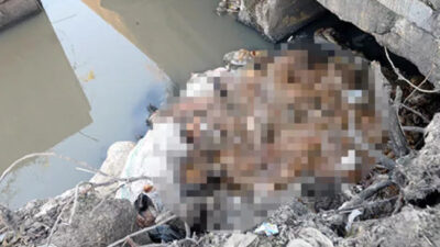 Dere yatağında mide bulandıran manzara! Eşek başı ve kemikleri bulundu