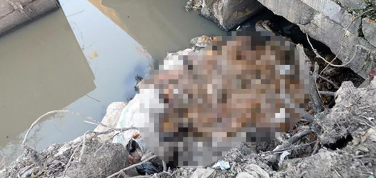 Dere yatağında mide bulandıran manzara! Eşek başı ve kemikleri bulundu