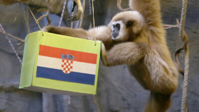 Maymun ‘Kent’ Hırvatistan’ı seçti