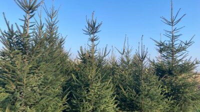 İçişleri Bakanlığı ormanlara girişleri yasakladı