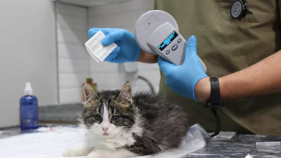 Ev hayvanlarına çip uygulamasında son 2 gün