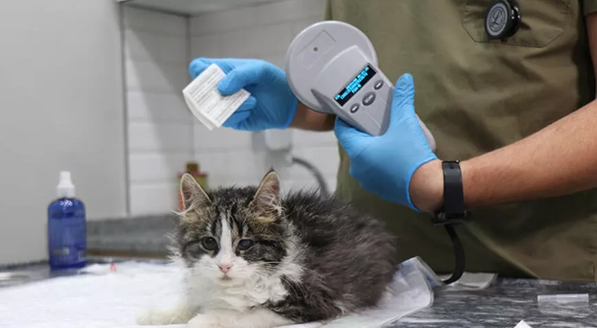 Ev hayvanlarına çip uygulamasında son 2 gün