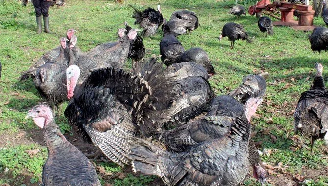 Yılbaşı hindileri bin liraya kadar çıkıyor