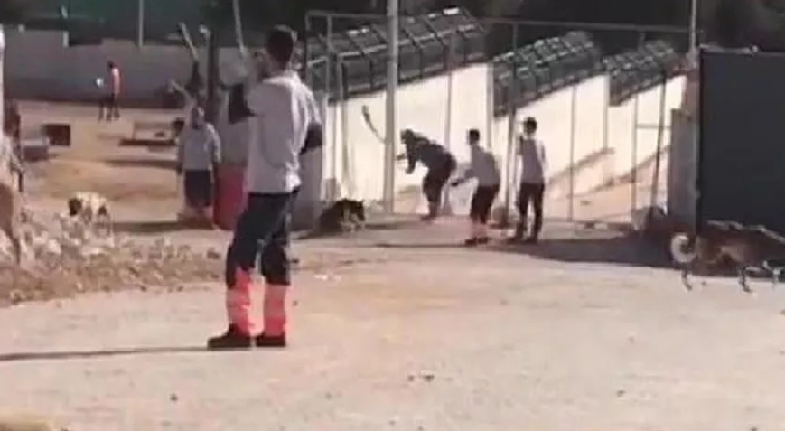 Barınakta köpeğin kürekle öldürülmesi olayında istenen cezalar belli oldu Barınakta köpeğin kürekle öldürülmesi olayında istenen cezalar belli oldu