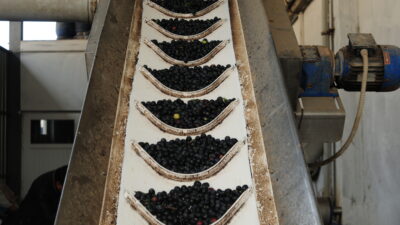 Gemlik zeytininin ‘yağhane’ yolculuğu başladı