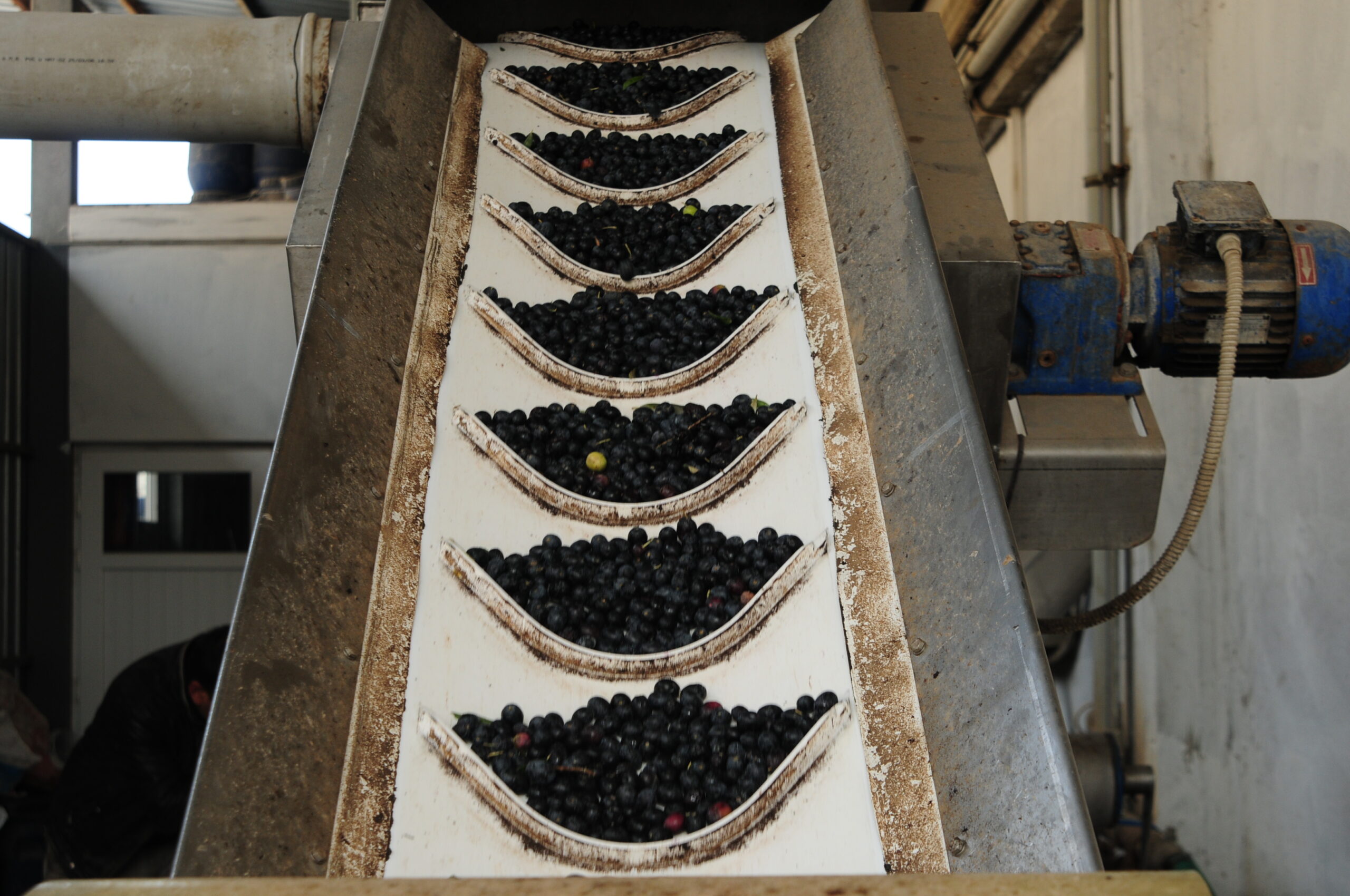 Gemlik zeytininin ‘yağhane’ yolculuğu başladı