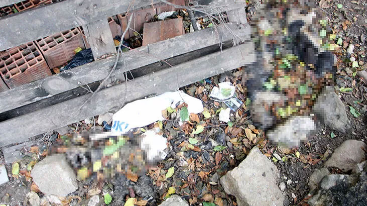 Edirne’de 15 ölü kedi ile ilgili soruşturma başlatıldı