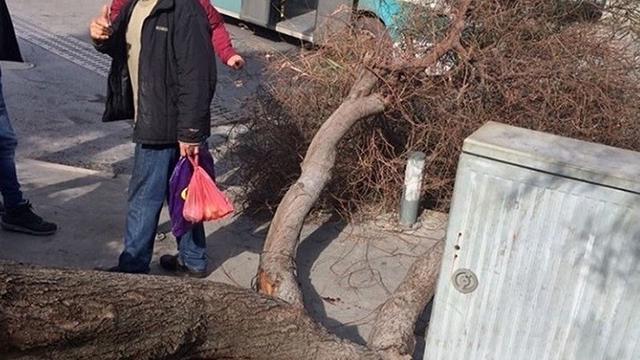 Üstüne çürümüş ağaç düşen kadın 40 bin lira tazminat kazandı