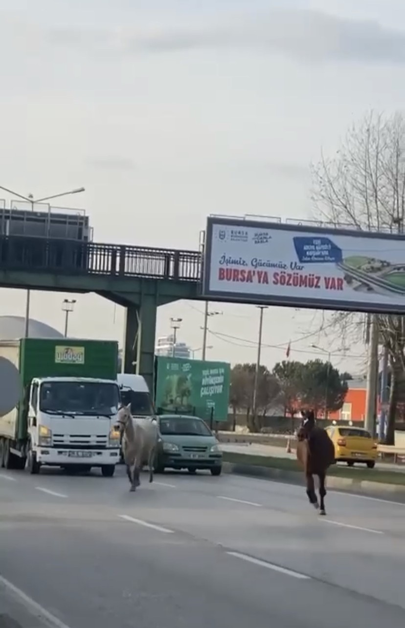 Bursa’da başıboş atlar yollarda cirit atıyor