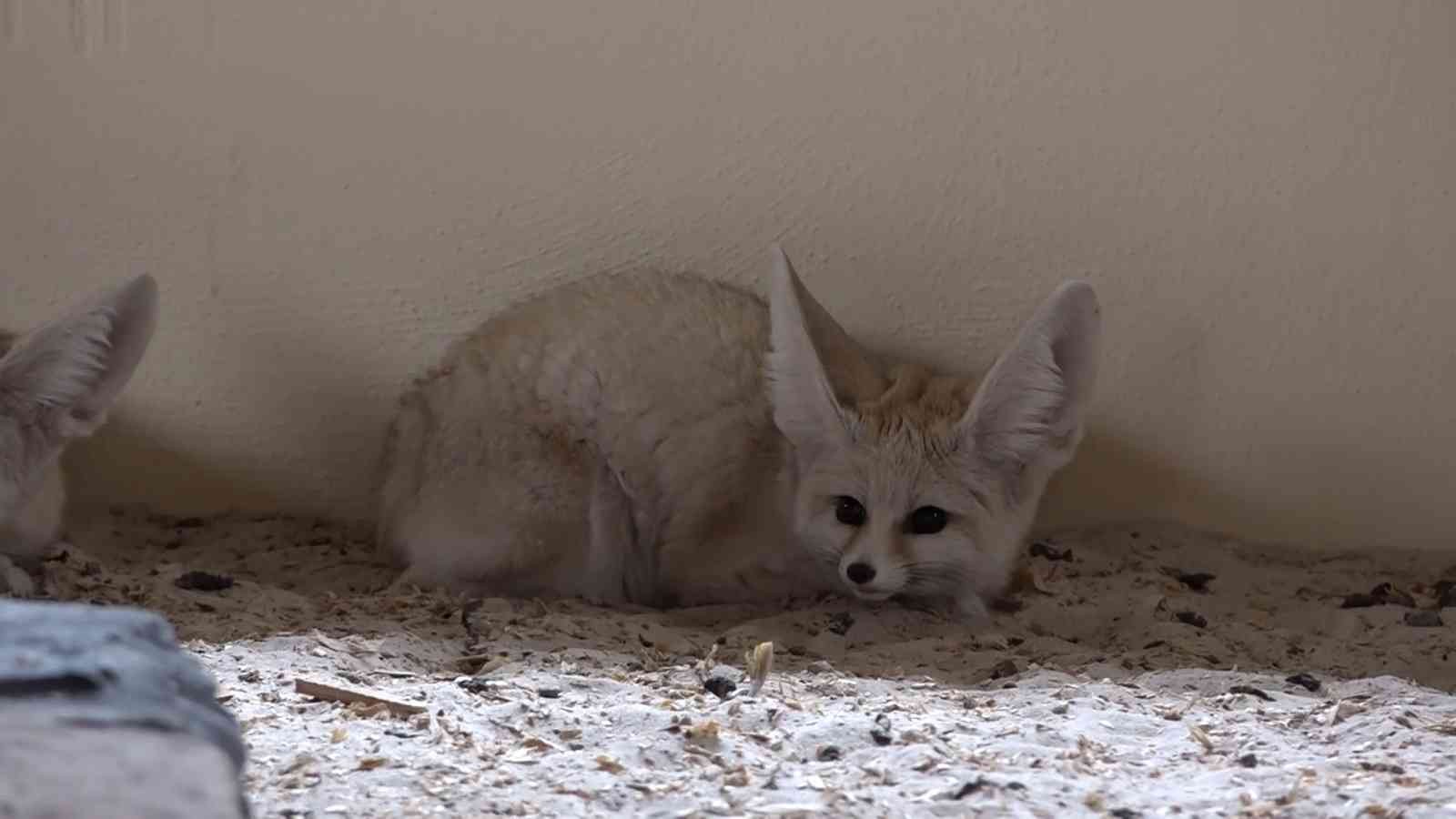 Bursa Hayvanat Bahçesi’ne yeni üyeler