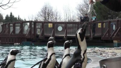 Bursa Hayvanat Bahçesi’nde yeni üye sevinci