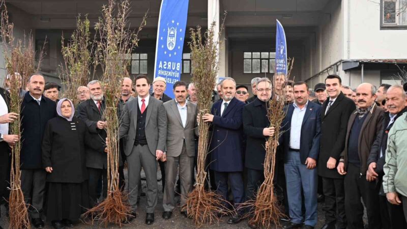 Büyükşehir’den çiftçiye fidan desteği Bursa’da çiftçilere her yıl 1,5 milyon, dönem sonuna kadar da