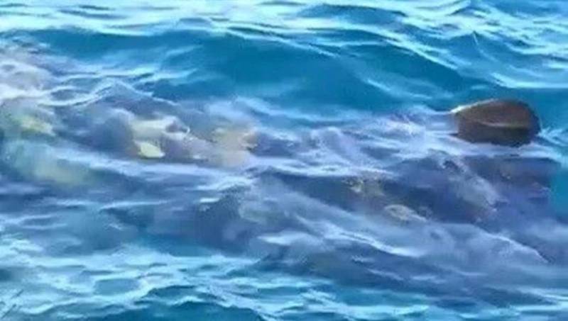 Edremit Körfezi’nde köpek balığı paniği