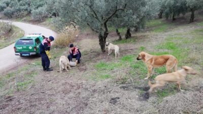 Jandarma ekipleri sokak hayvanlarını besledi