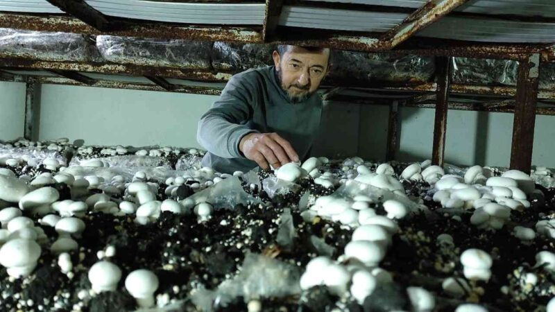Bursa’da bir mantar üreticisi 400 metrekare alanda yılda 100 ton