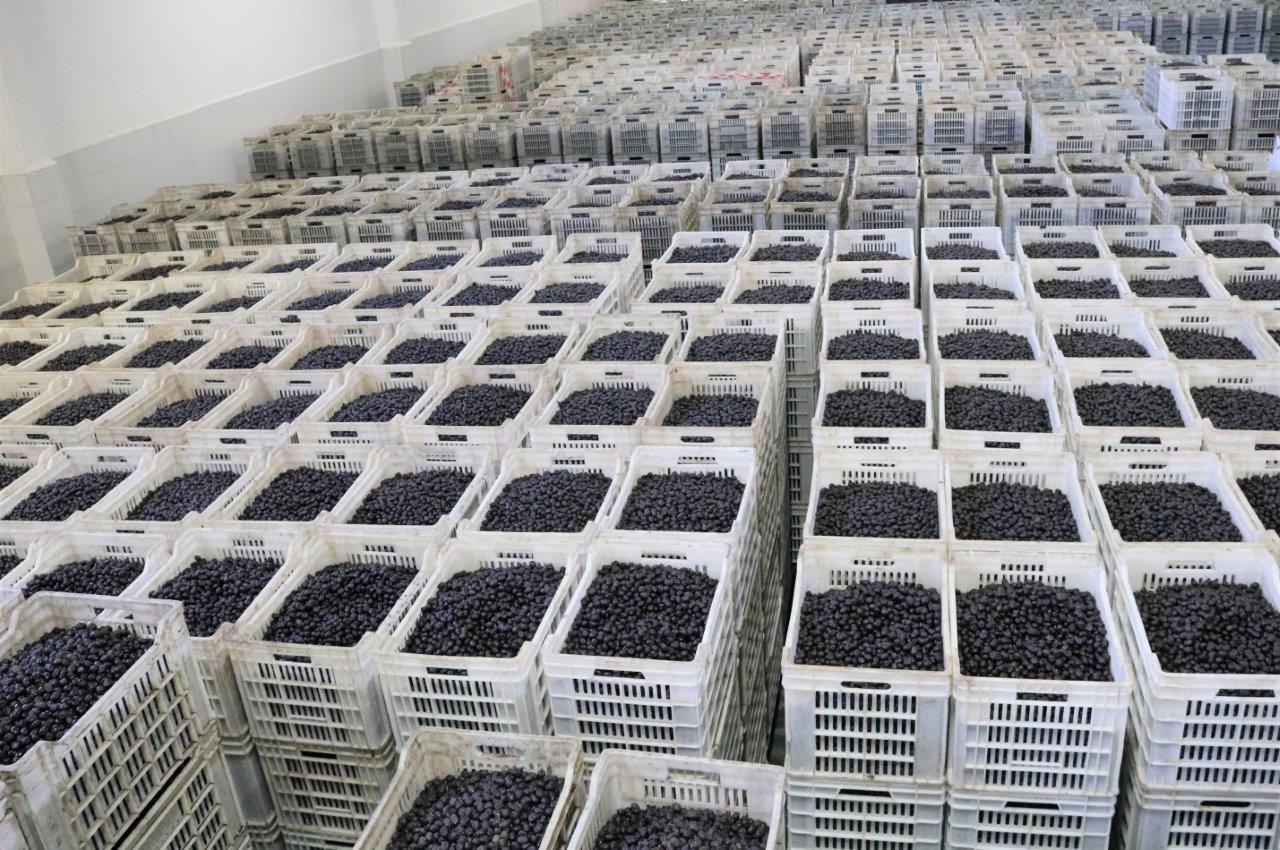 Marmarabirlik’ten 150 milyon lira ödeme Marmarabirlik’ten 150 milyon lira ödeme