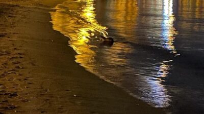 Bursa’da görenler hayrete düştü!