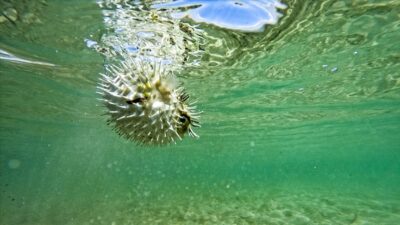 Tedirgin eden açıklama! İstilacı tür yayılıyor