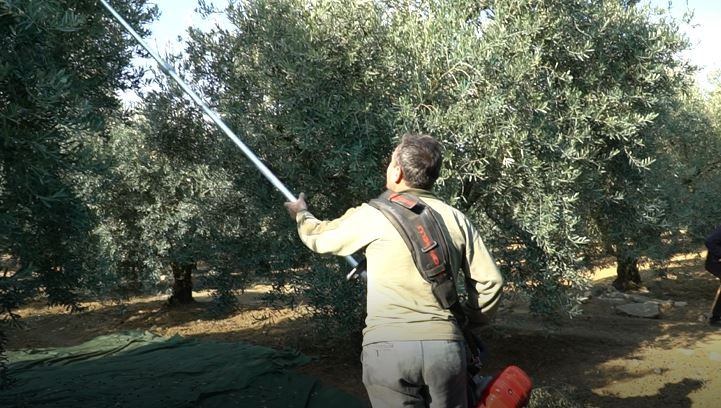 Mustafakemalpaşa’da zeytin hasadı mesaisi sürüyor