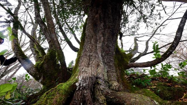 Tesadüfen bulundu: 661 yıllık ağaç ‘anıt’ olacak