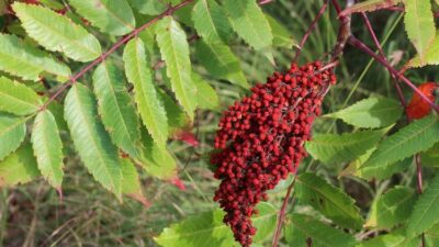 Suyunu içenler mucizeye tanık oluyor…