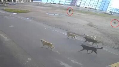 Yoldan geçen kişi yardımına koştu! Yaşlı kadına 10 sokak köpeği saldırdı