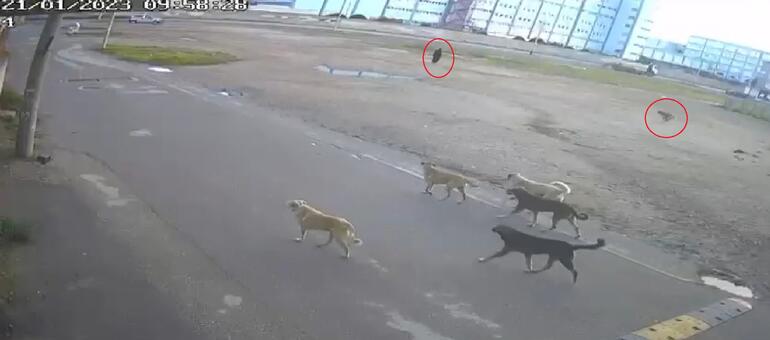 Yoldan geçen kişi yardımına koştu! Yaşlı kadına 10 sokak köpeği saldırdı