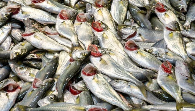 ‘Deniz prensi’ tezgahta 400 lirayı buldu