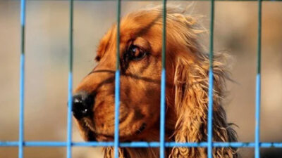 Yasal süre doldu: Evcil hayvanlara çip terki