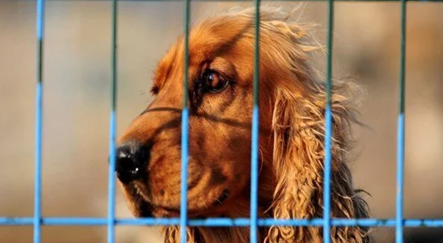 Yasal süre doldu: Evcil hayvanlara çip terki Yasal süre doldu: Evcil hayvanlara çip terki