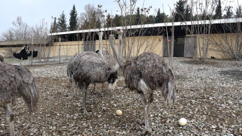 Bursa Uludağ Üniversitesi Ziraat Fakültesince yetiştirilen deve kuşları, sezondan önce