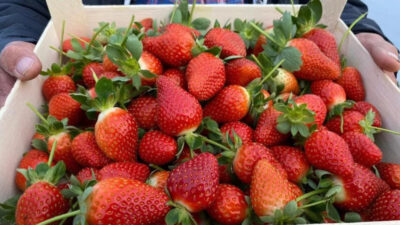 Kırmızı elmas ‘çilek’ seralarında hasat telaşı