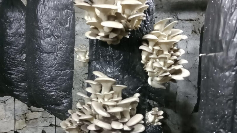 Bursa’da yetişiyor alıcısı çok! Kilosu 60 TL’ye kadar çıkıyor… Olay Gazetesi Yazarı İhsan Aydın, Bursa'nın Harmancık ilçesinde yetiştirilen ürünle