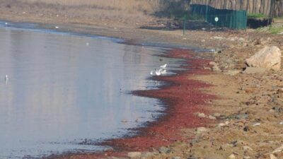 Sahil şeridi kırmızı renge büründü! Marmara ekosisteminde…