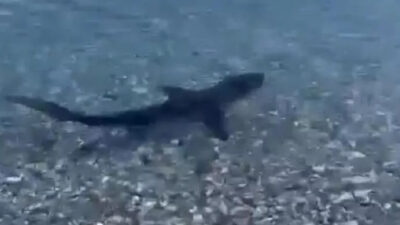 Muğla kıyılarında köpek balığı görüldü